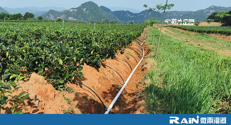 广东英九庄园茶树种植基地有机肥 水肥一体化项目