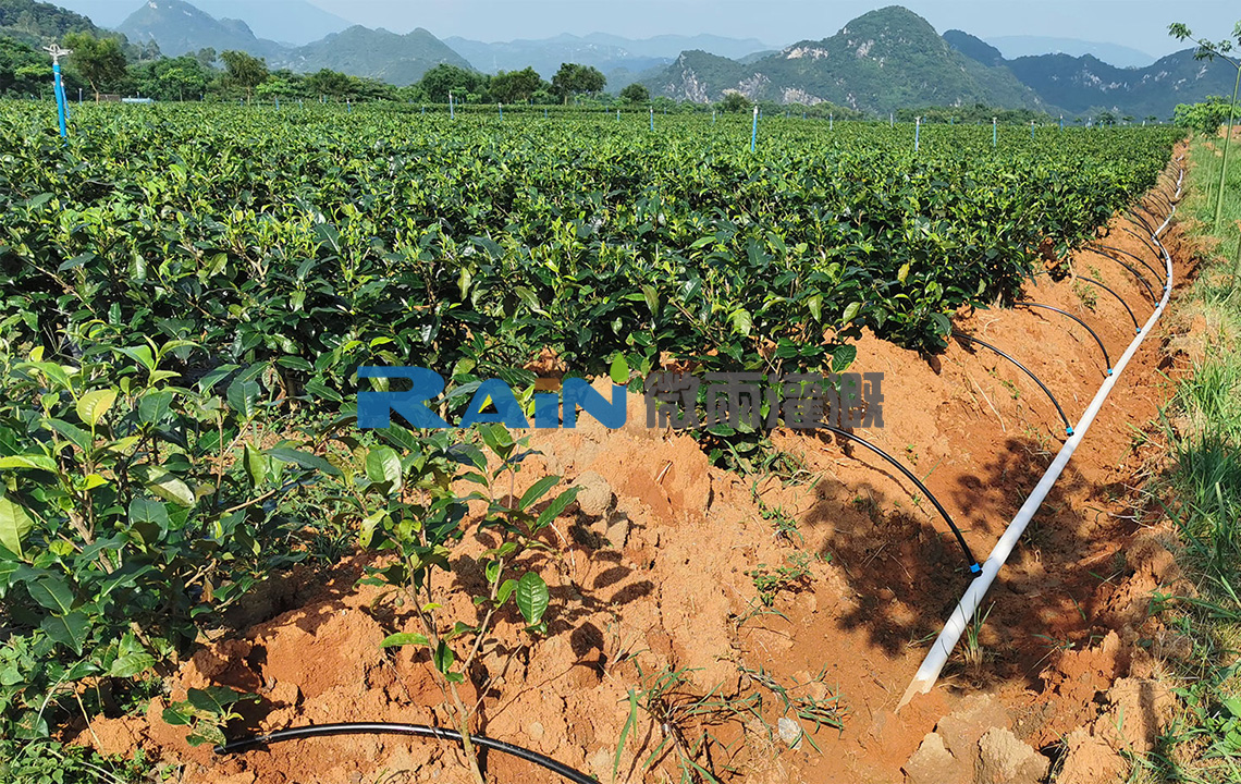 广东英九庄园绿色产业发展有限公司茶树种植基地