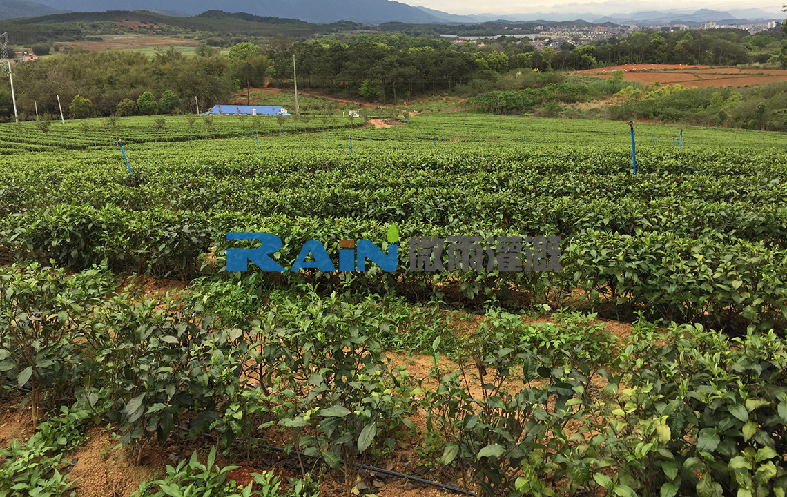 清远市英德望埠100亩茶叶基地