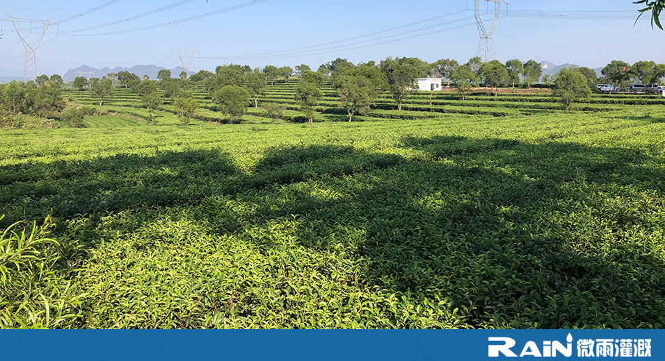 清远市英德盈德茗茶叶种植基地